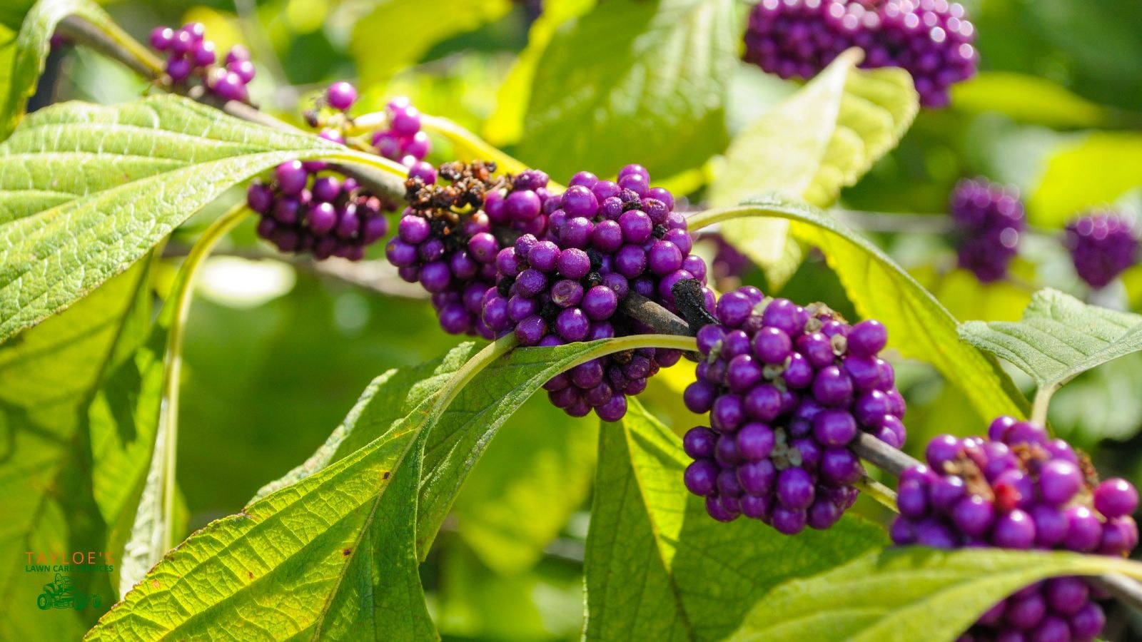 wait for the august to october berries