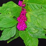 American Beautyberry (Callicarpa americana)