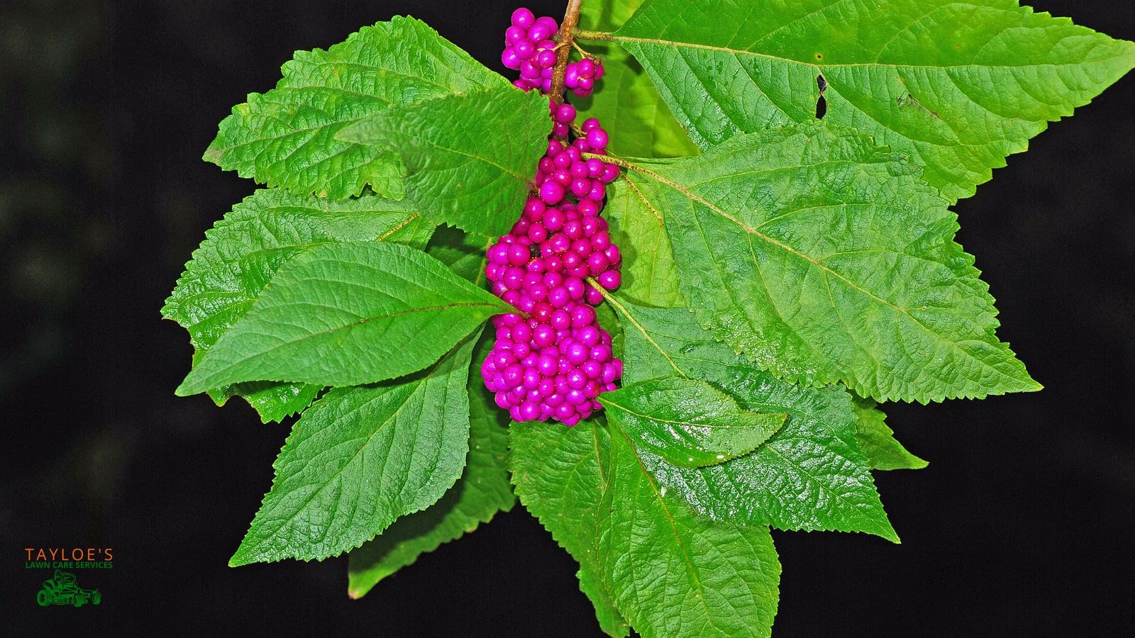 American Beautyberry (Callicarpa americana)