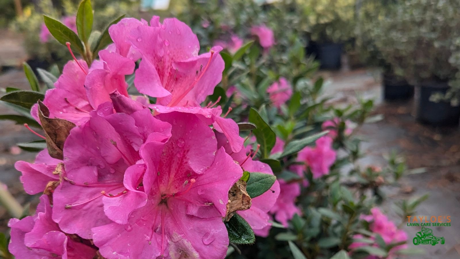 Encore Autumn Royalty Azalea (photo taken at nursery)