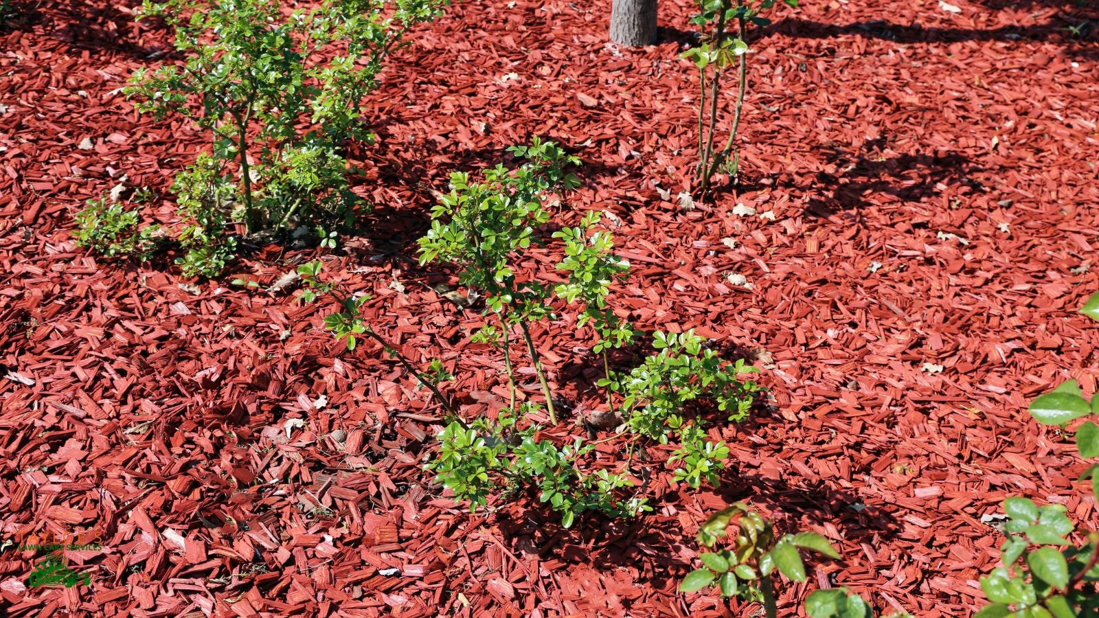 red mulch: color for the landscape