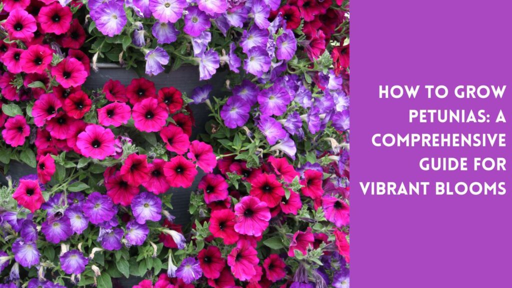 petunias in a sunny site