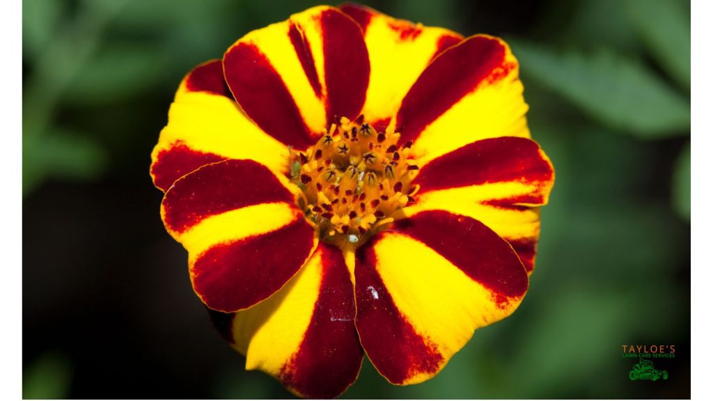 tagetes patula x tagetes erectus jolly jester marigold