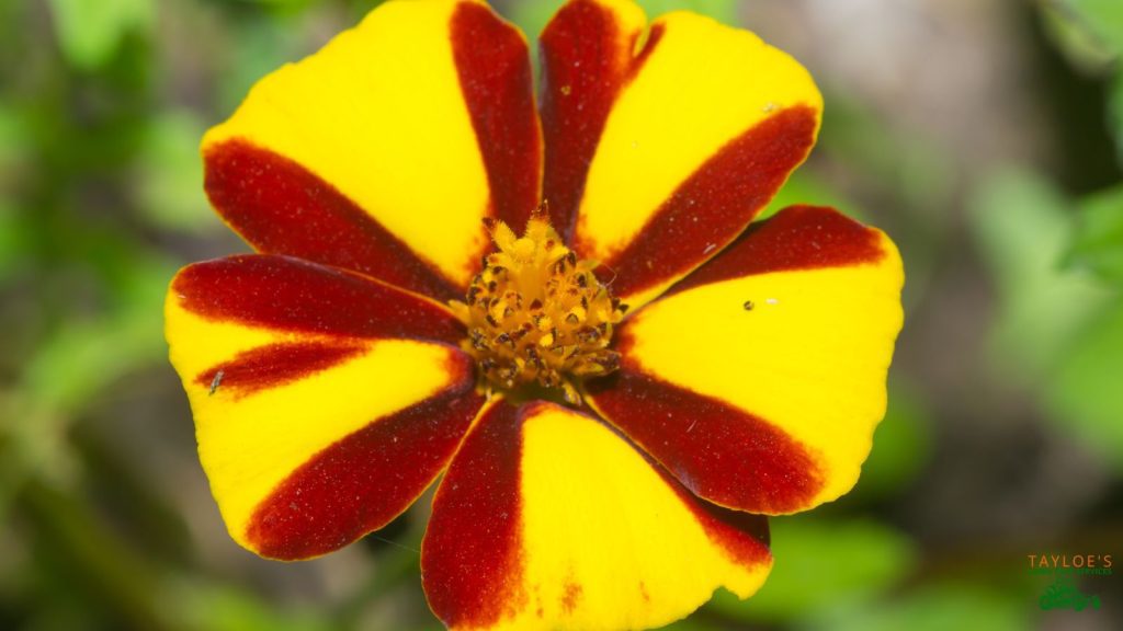 french marigold tagetes patula