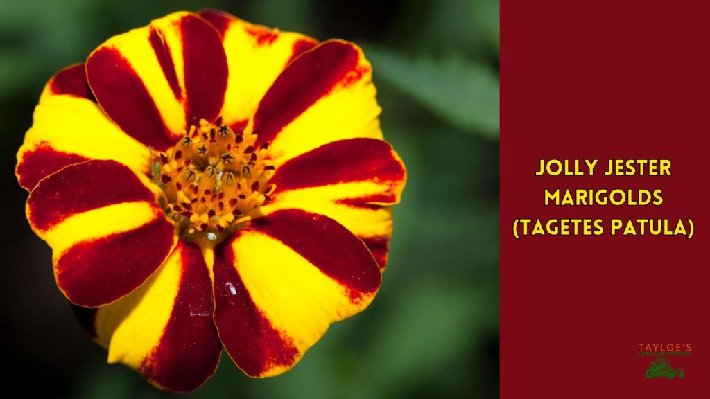 jolly jester marigold