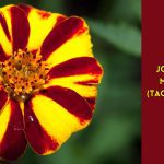 jolly jester marigold