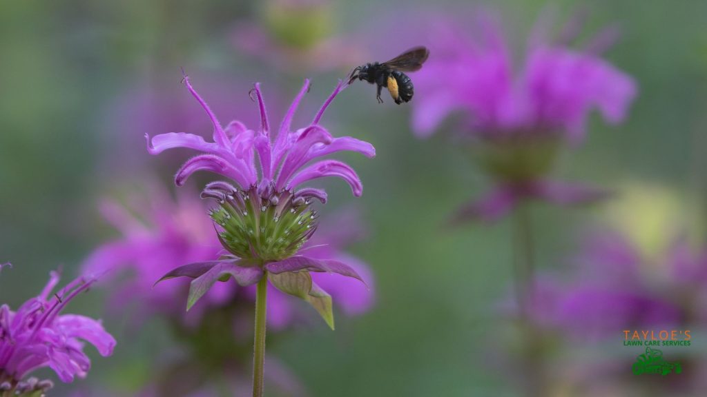 spotted beebalm