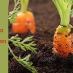organic soil