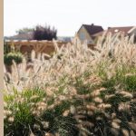 fountain grasses