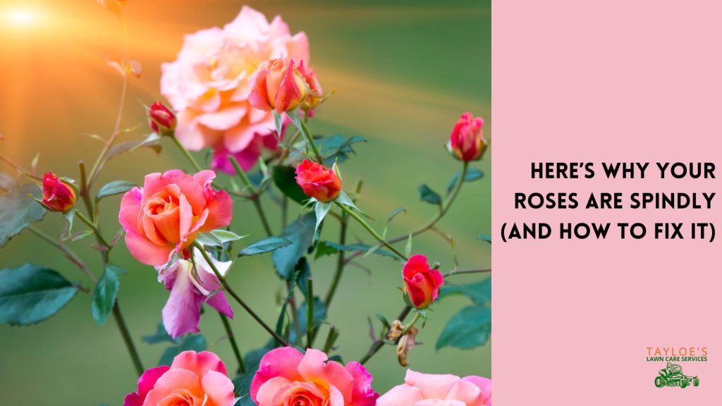 why are my roses spindly