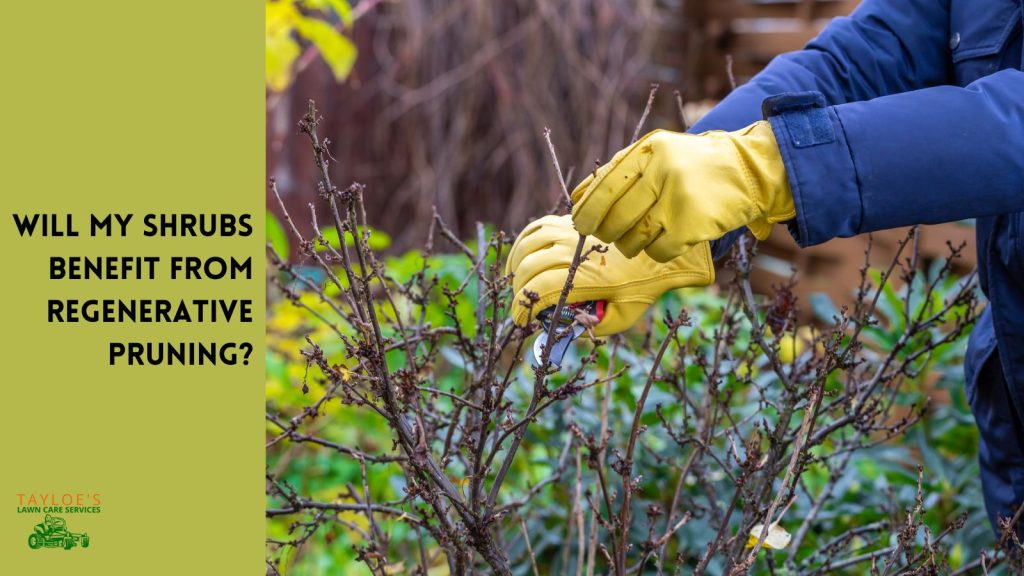 Will my shrubs benefit from regenerative pruning canva cover regenerative pruning