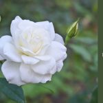 john f kennedy rose