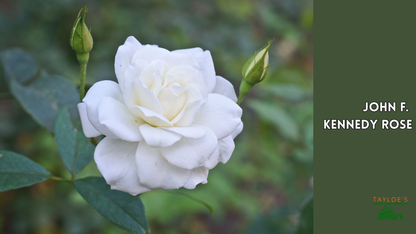 Surprising John F Kennedy Rose Gallery