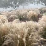 white cloud muhly grass