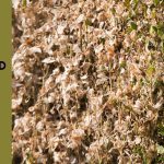 boxwood blight