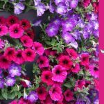 wave petunias
