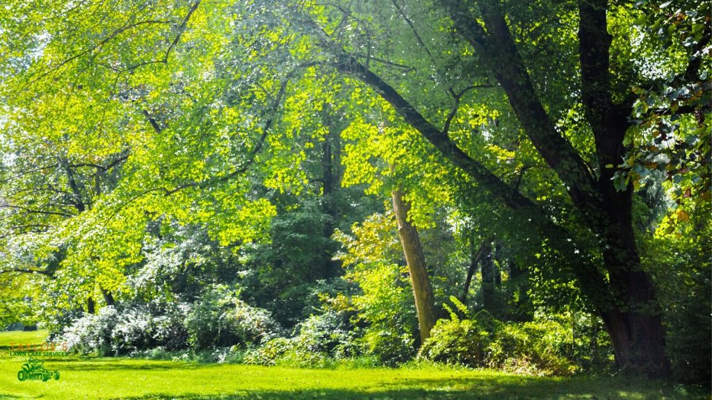best shady area grass seed