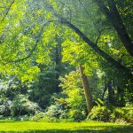 best shady area grass seed