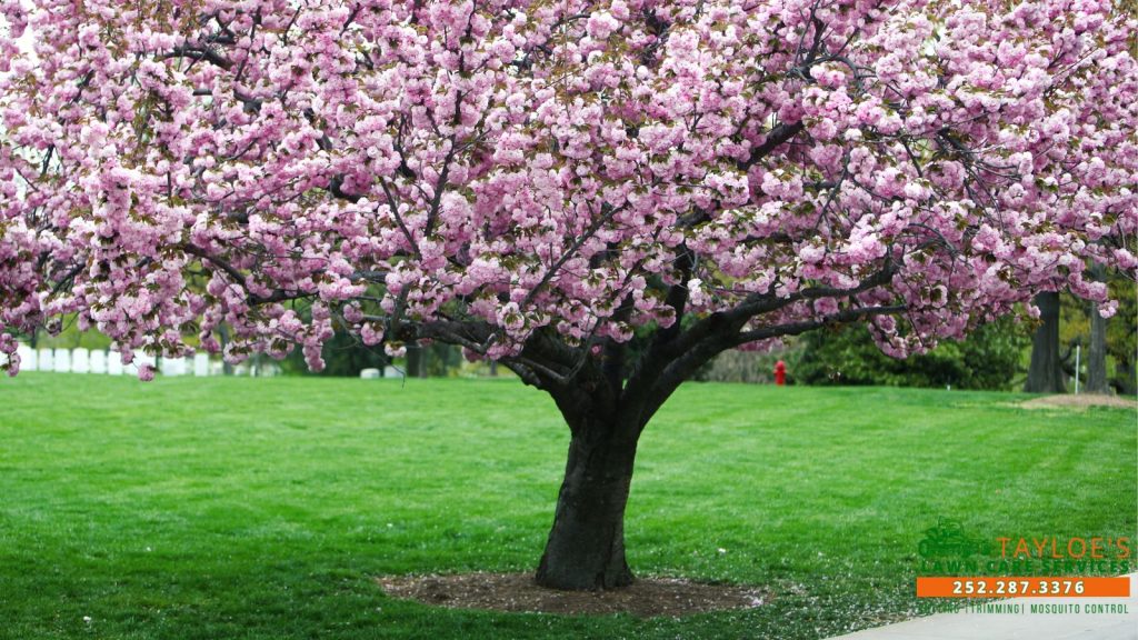 What Perennials, Shrubs, and Trees to Avoid Pruning in the Fall (and Why) (1) fall pruning