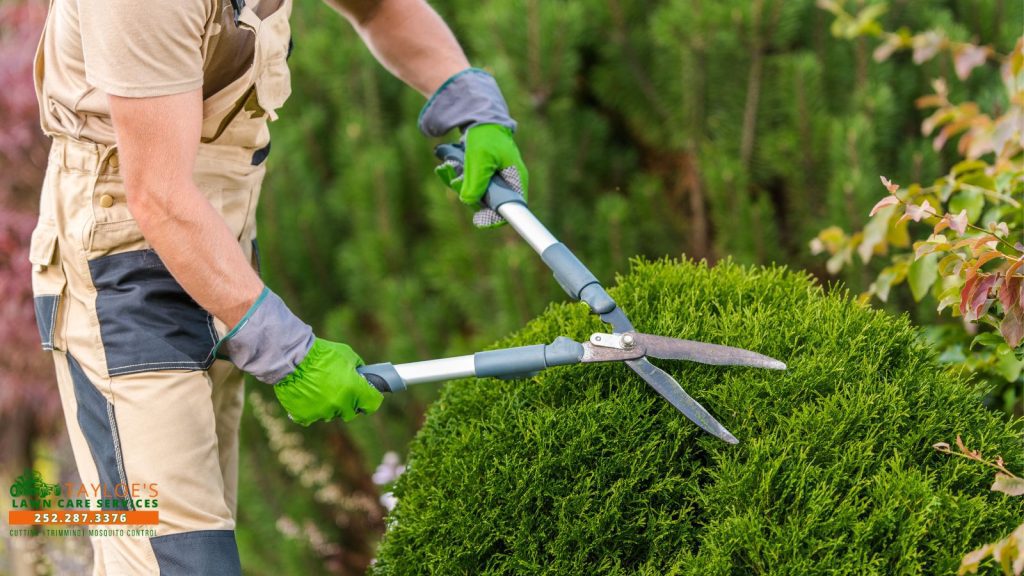 fall shrub pruning guide tayloes lawn care aulander nc 1 fall shrub pruning