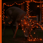 endanger animals