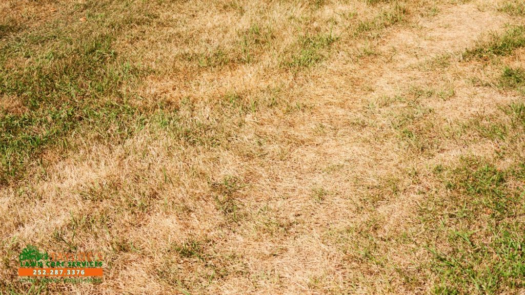 signs of lawn disease
