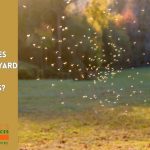 mosquitoes worse in my yard