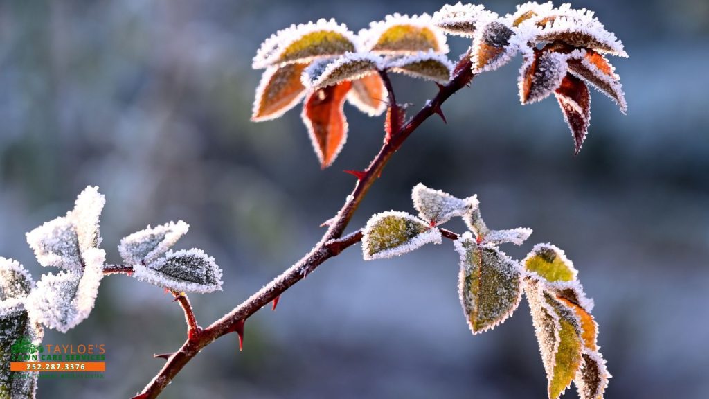 Winter garden bed tips for North Carolina