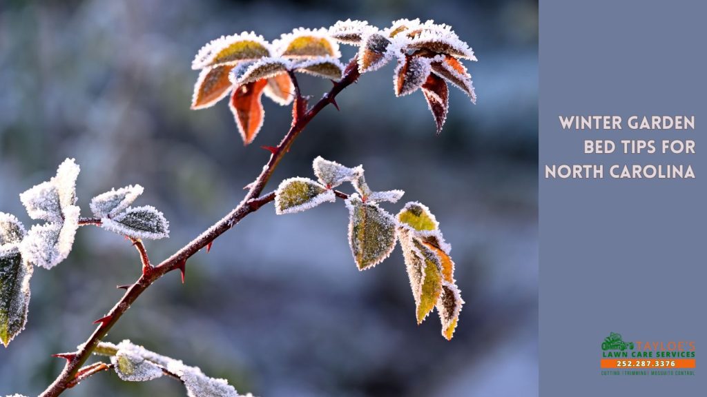 Winter garden bed tips for North Carolina