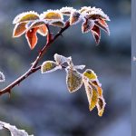 Winter garden bed tips for North Carolina