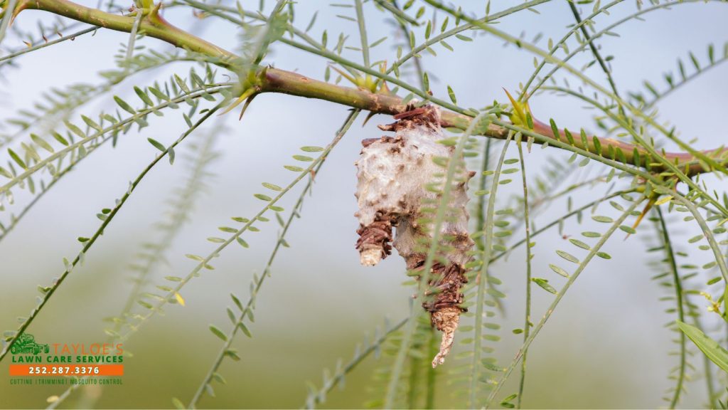 bagworms_1_canva bagworms
