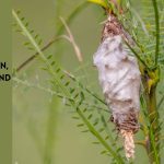 bagworms