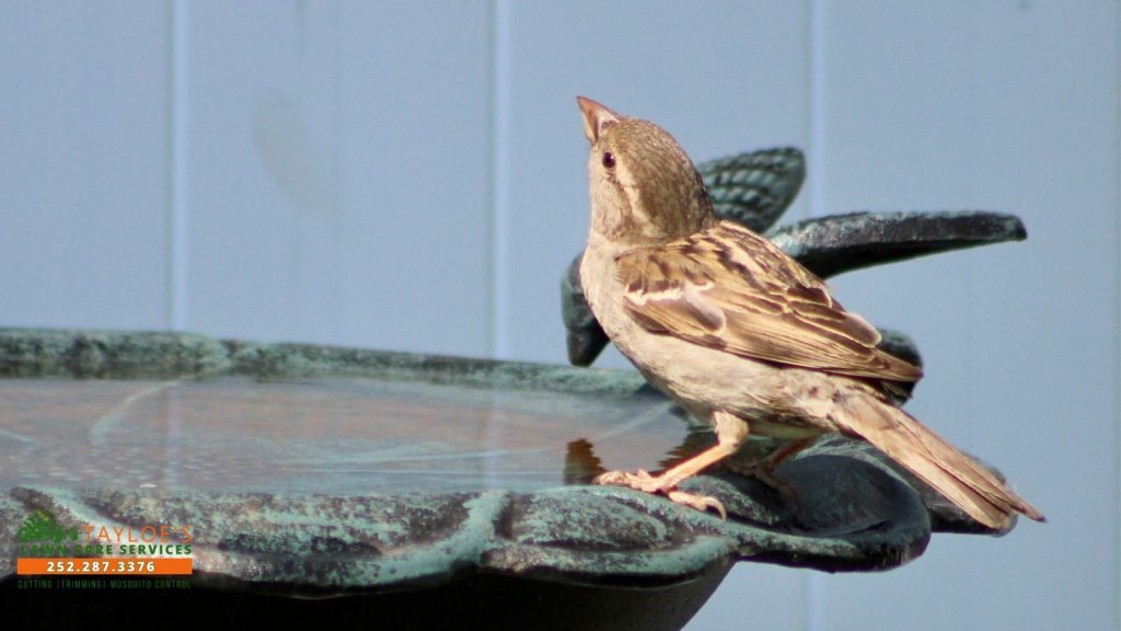 bird cool down zone