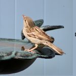 bird cool down zone