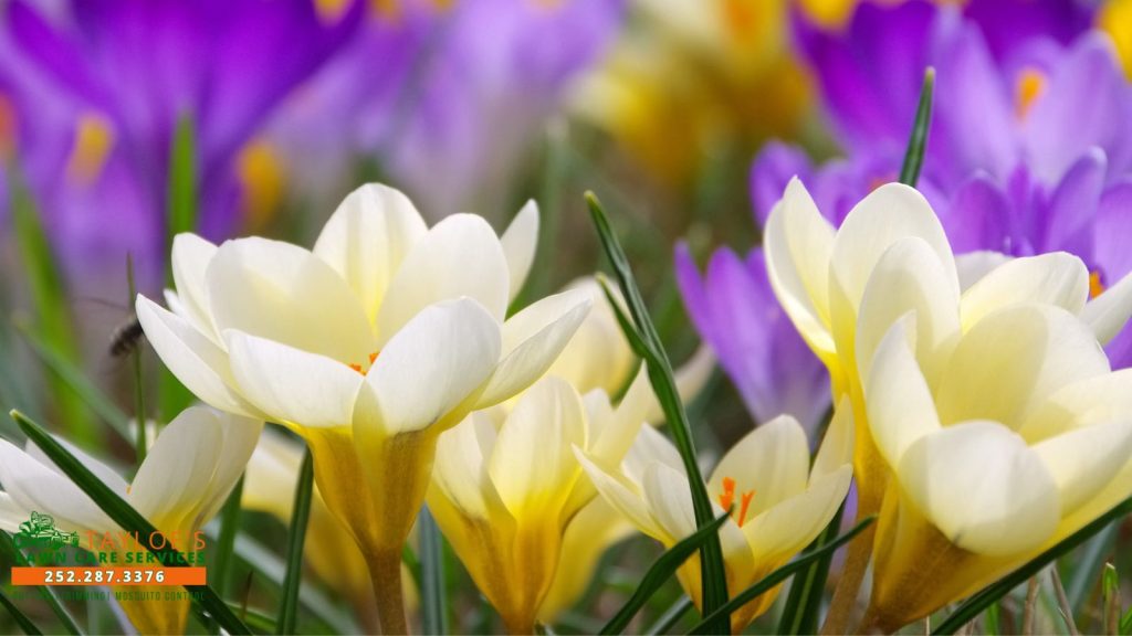 caring for blooming crocus flowers_1_canva crocus flowers