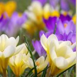 crocus flowers
