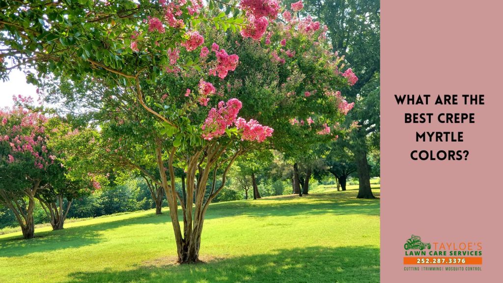 crepe myrtle colors_cover_canva crepe myrtle colors