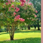 crepe myrtle colors