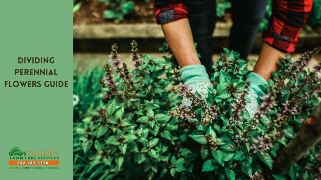 dividing perennial flowers