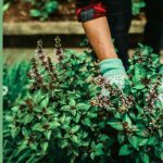 dividing perennial flowers