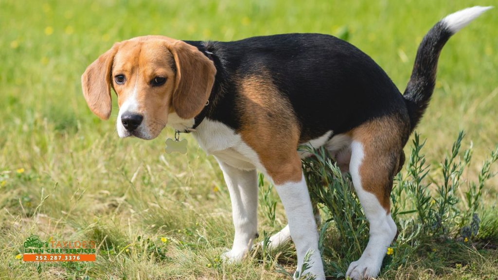 dog poop