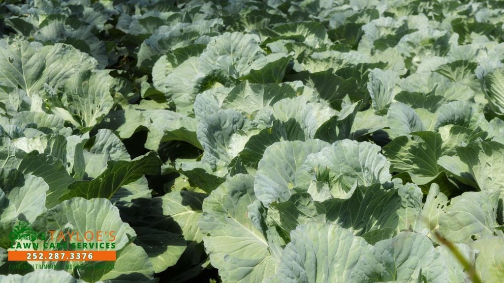 fall vegetables_canva_1 fall vegetables