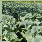 fall vegetables
