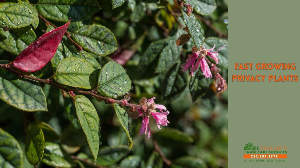 fast growing privacy plants