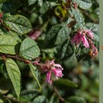 fast growing privacy plants