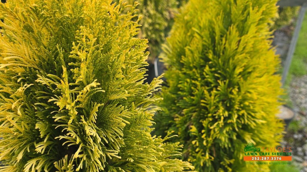 forever goldy arborvitae