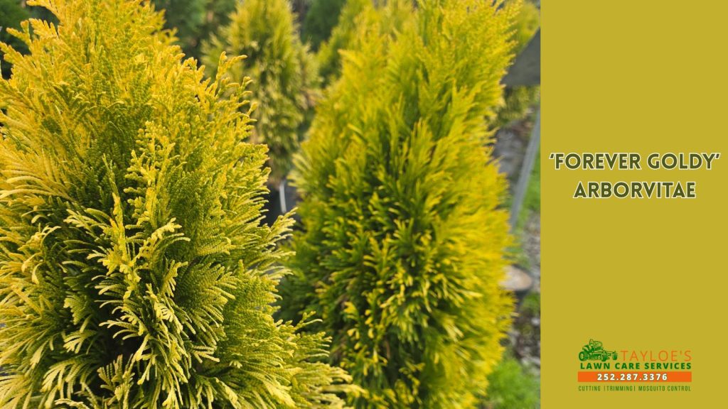 forever goldy arborvitae
