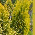 forever goldy arborvitae