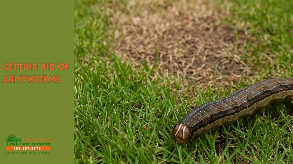 getting rid of armyworms