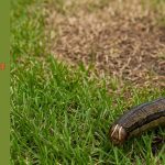 getting rid of armyworms